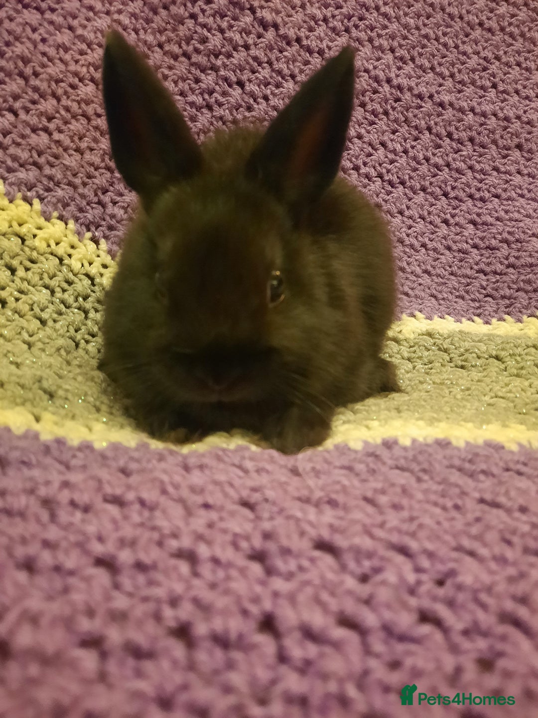 Netherland Dwarf rabbits for sale: Four Litters Of Netherland Dwarf Babies - Image 10