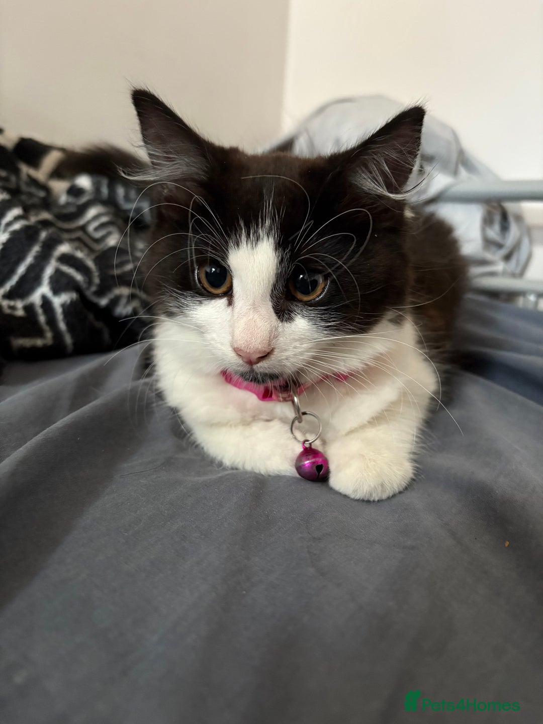Domestic Shorthair cats for sale: Kitten for sale  - Image 5