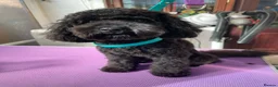 Cavapoochon dogs for sale: Mini F1b CAVAPOOCHON Puppies FORSALE  - Advert 1