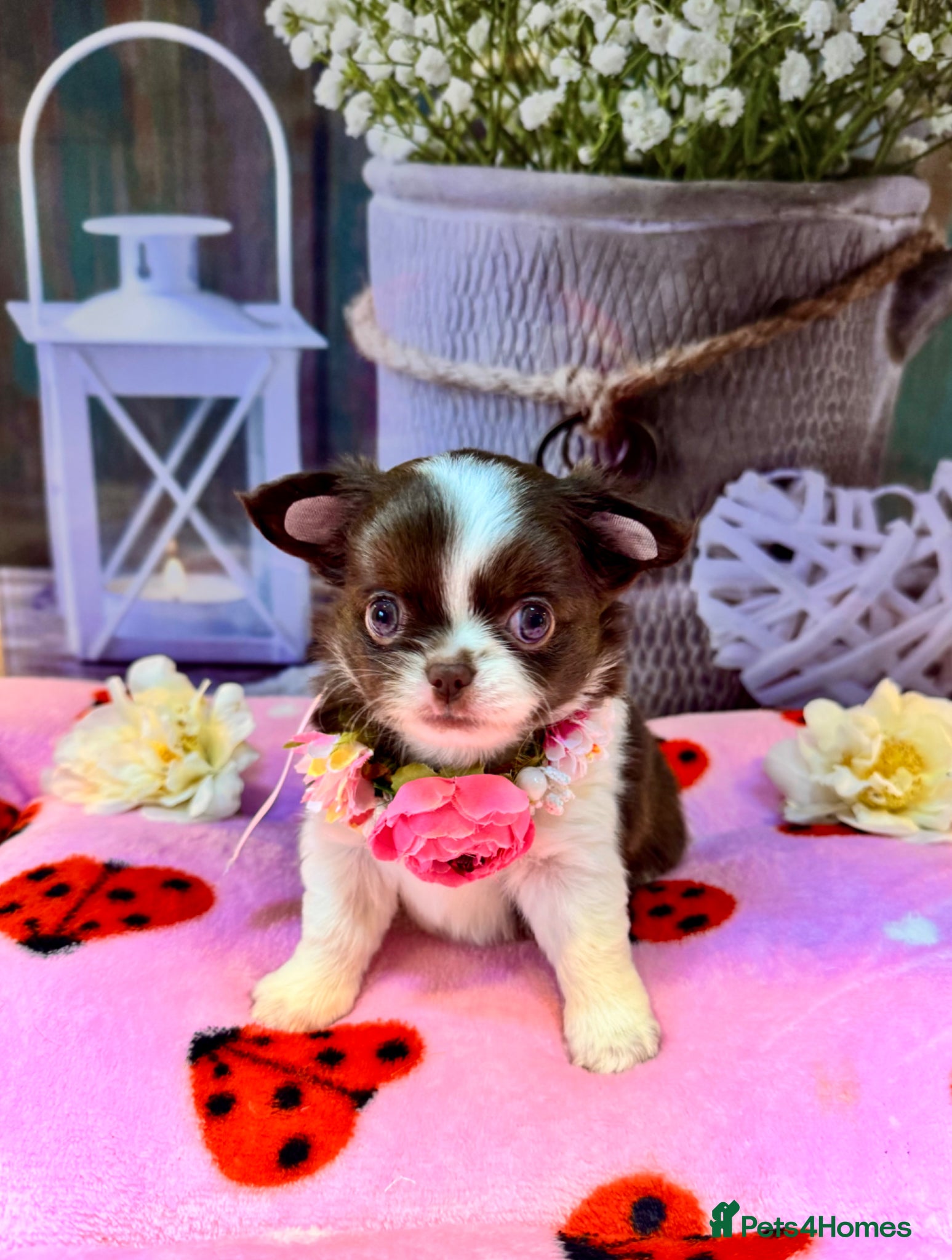 Chihuahua dogs 💜 Exotic long coated KC chihuahuas 💜 - Advert 1