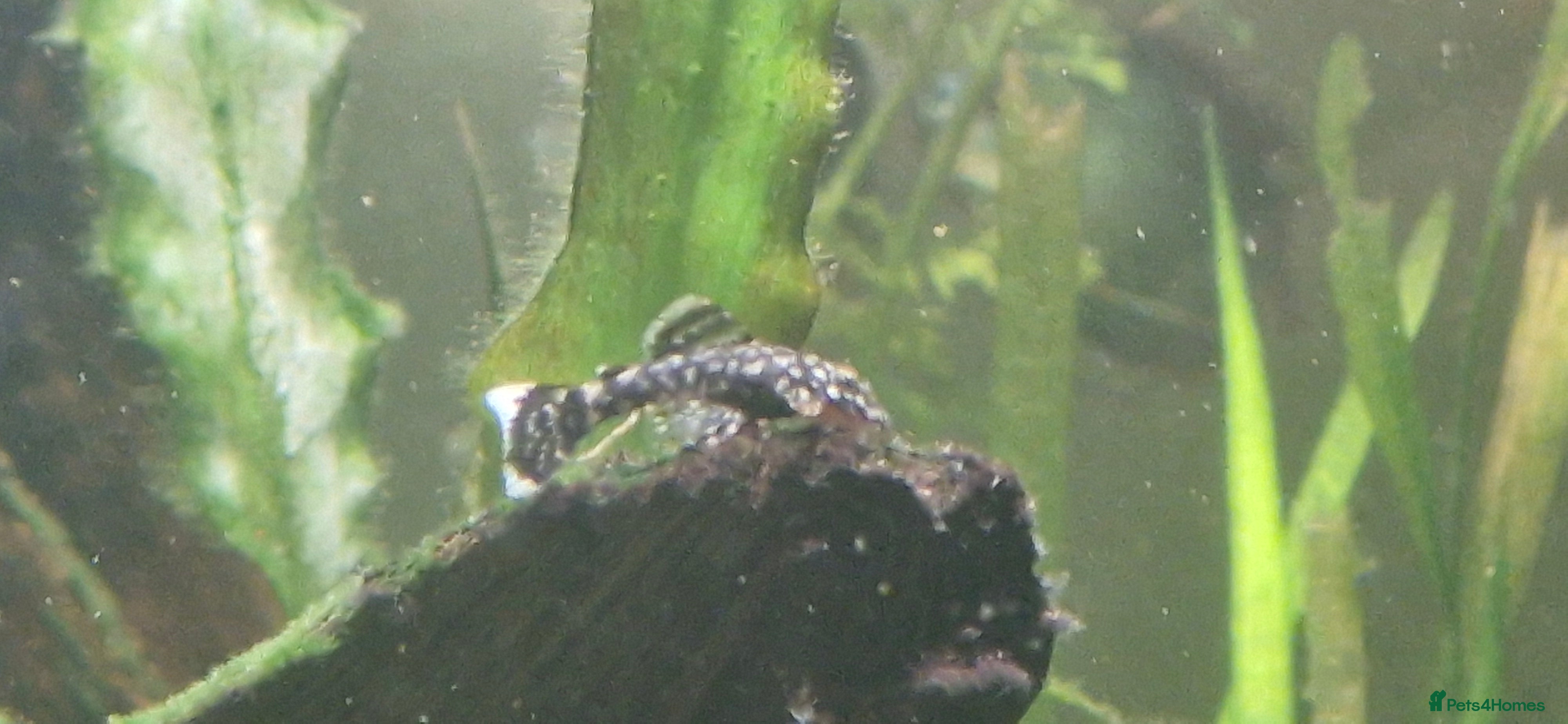 Plecos fish Plecos for sale - Advert 1
