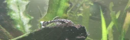 Plecos fish for sale: Plecos for sale - Advert 1
