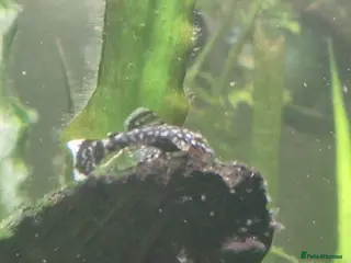 Plecos fish Plecos for sale - Advert 1
