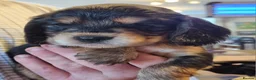 Cocker Spaniel dogs for sale: Gorgeous Sable Cocker Spaniels  - Advert 5
