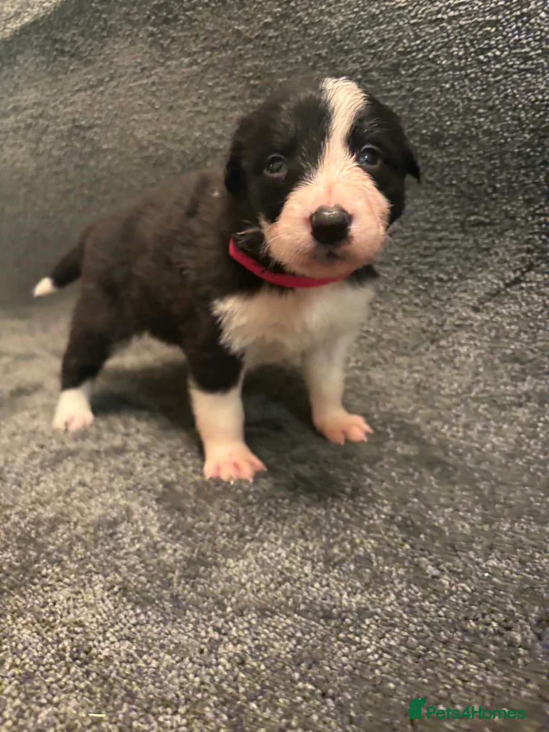 Border Collie dogs for sale: 8 Gorgeous Border Collie Puppies for Sale  - Advert 6