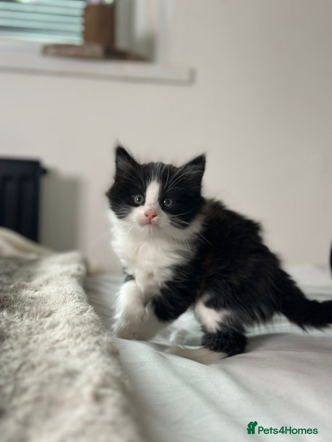 Mixed Breed cats for sale: 4 Maine coon kittens available now  - Advert 11