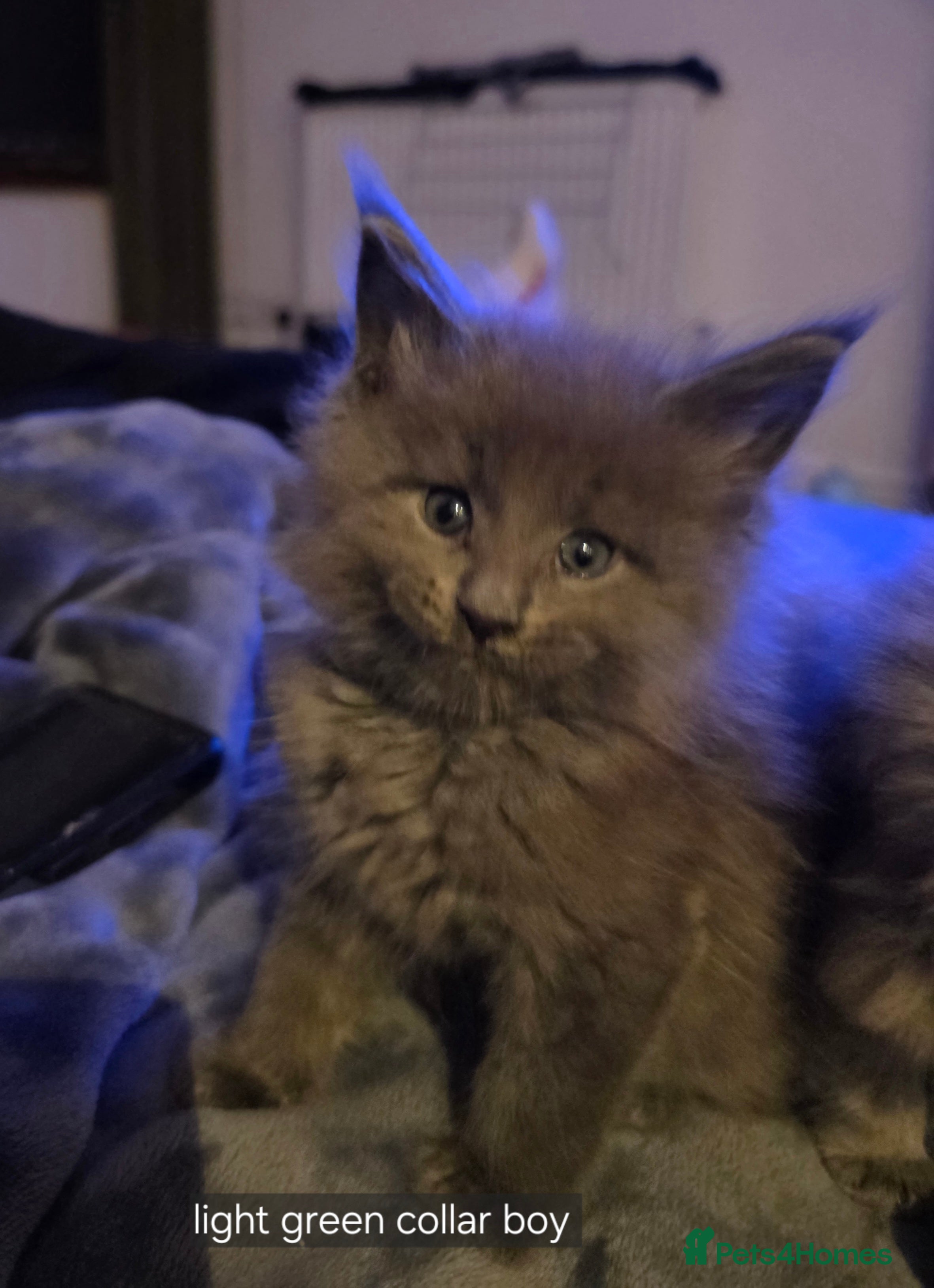 Maine Coon cats Maine coon pedigree kittens  - Advert 12