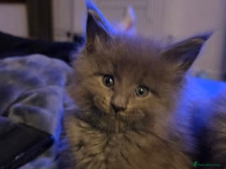 Maine Coon cats Maine coon pedigree kittens - Advert 8