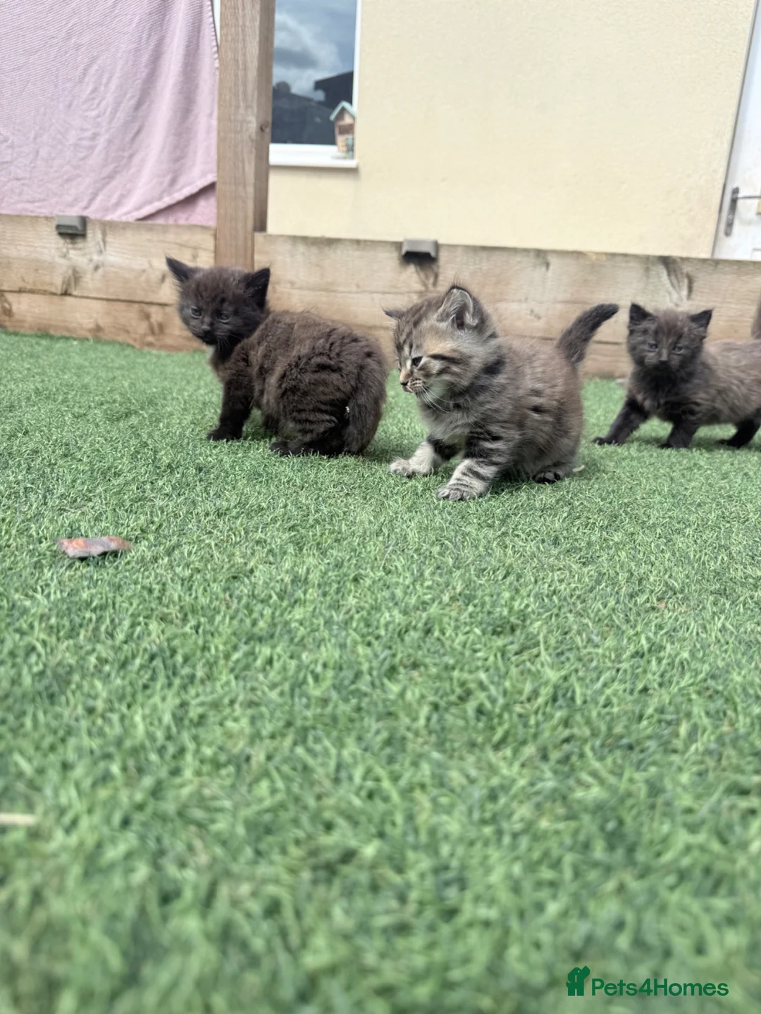 British Longhair cats for sale: 3 x female British longhair kittens - Advert 19