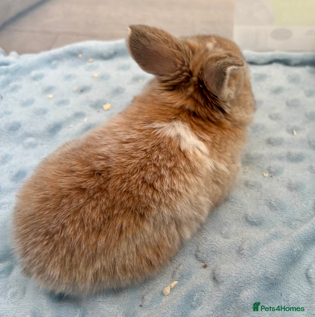 Mini Lop rabbits for sale: Beautiful Mini Lop Baby Bunnies 🐰 - Advert 24