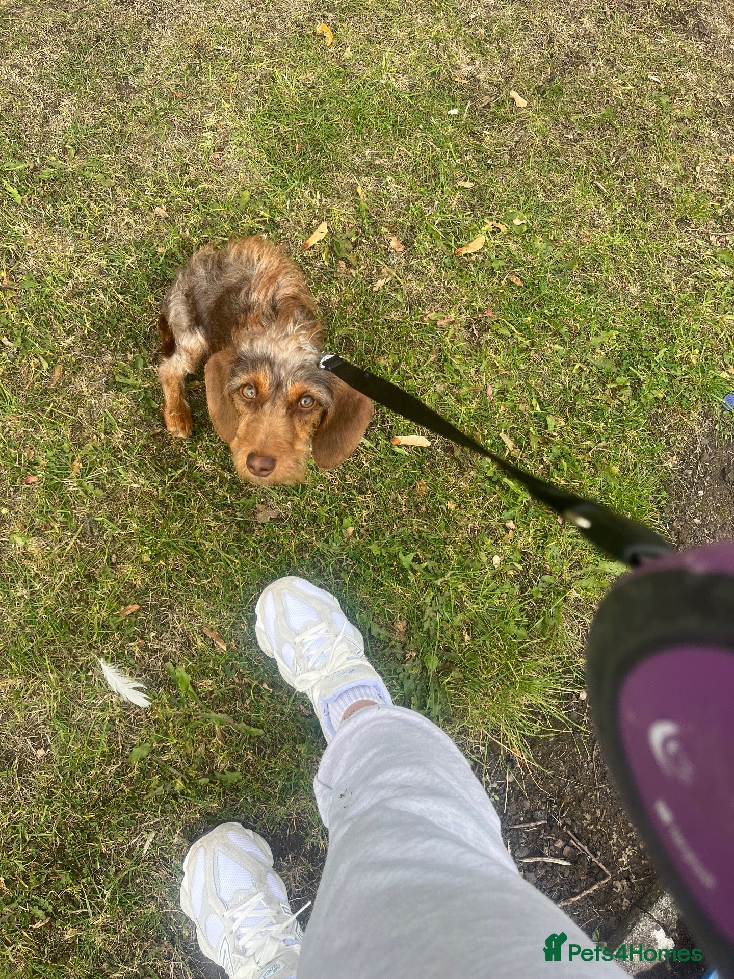 Miniature Dachshund dogs for sale: Dachshund  - Advert 18