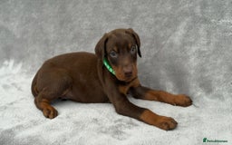 Dobermann dogs for sale: Kc Reg.European Blood lines Doberman Puppies - Image 8