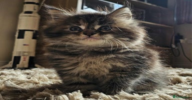 Maine Coon cats - Advert 12
