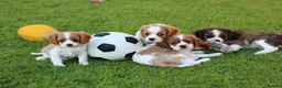 Mixed Breed dogs for sale: Playful Pugalier puppies for sale!  - Advert 30