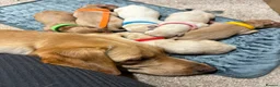 Labrador Retriever dogs for sale: Fox Red & Light Labrador Puppies- Ready June 2026 - Advert 2