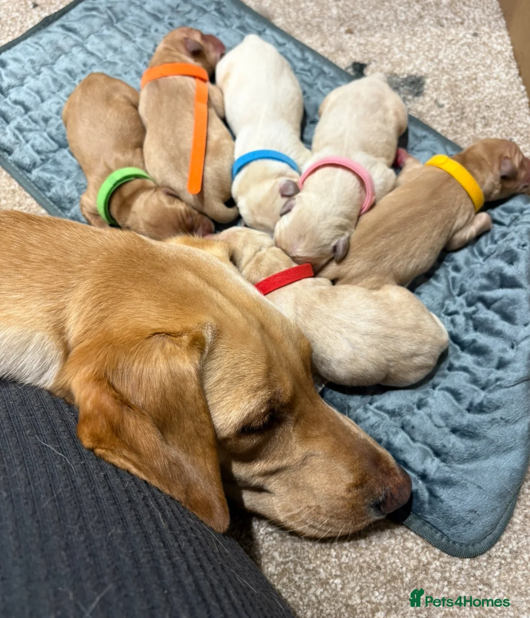 Labrador Retriever dogs for sale: Fox Red & Light Labrador Puppies- Ready June 2026 - Advert 2