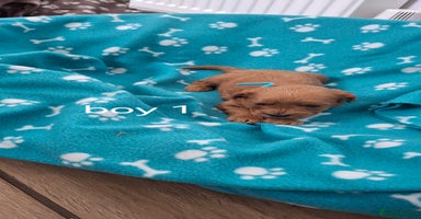 Cavapoo dogs - Advert 13