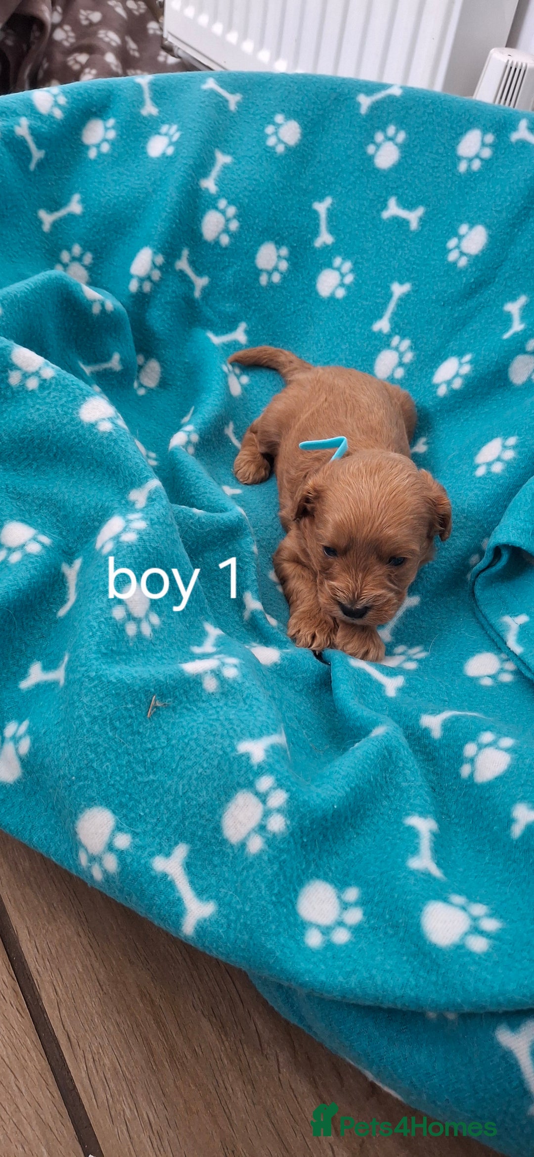 Cavapoo dogs for sale: Red cacapoos - Image 2