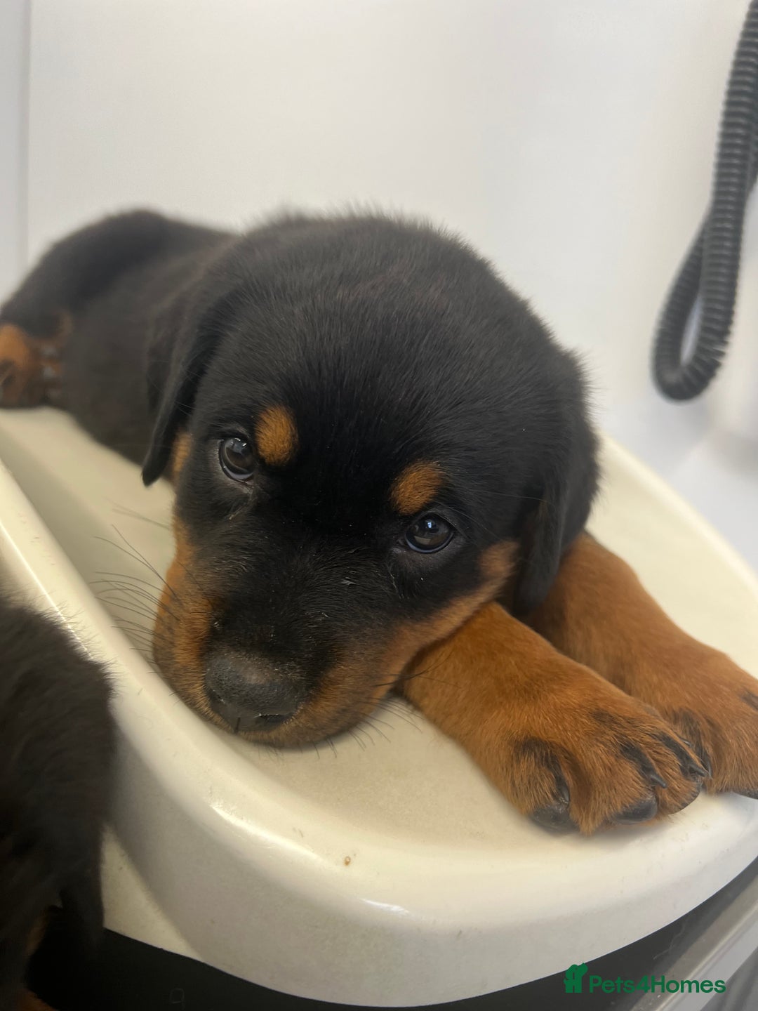 Rottweiler dogs for sale: LAST PUPS REMAINING. READY TO LEAVE  - Image 5