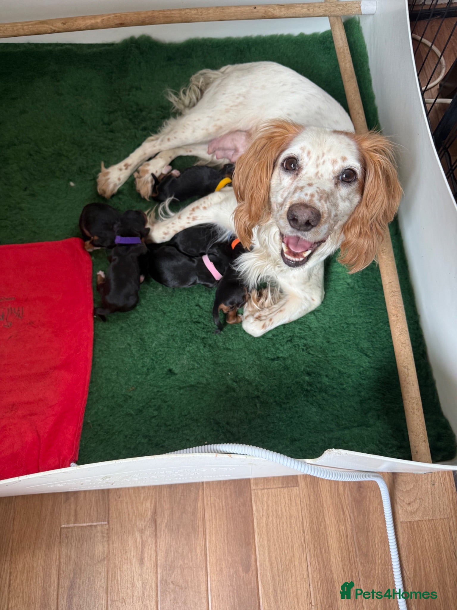 Cocker Spaniel dogs Lovely Litter of Working Cocker Spaniels - Advert 2