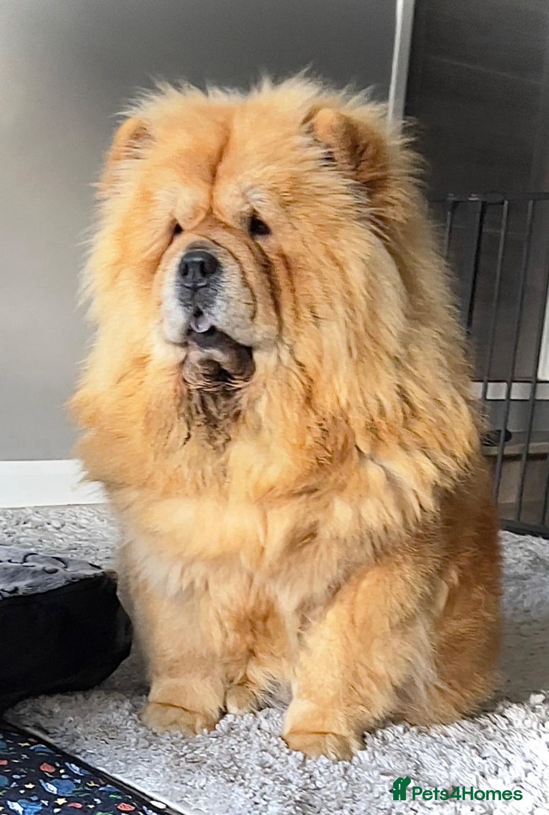 Chow Chow dogs for sale: 🧸🧸Beautiful Chow Chow Puppies🧸🧸 - Advert 8