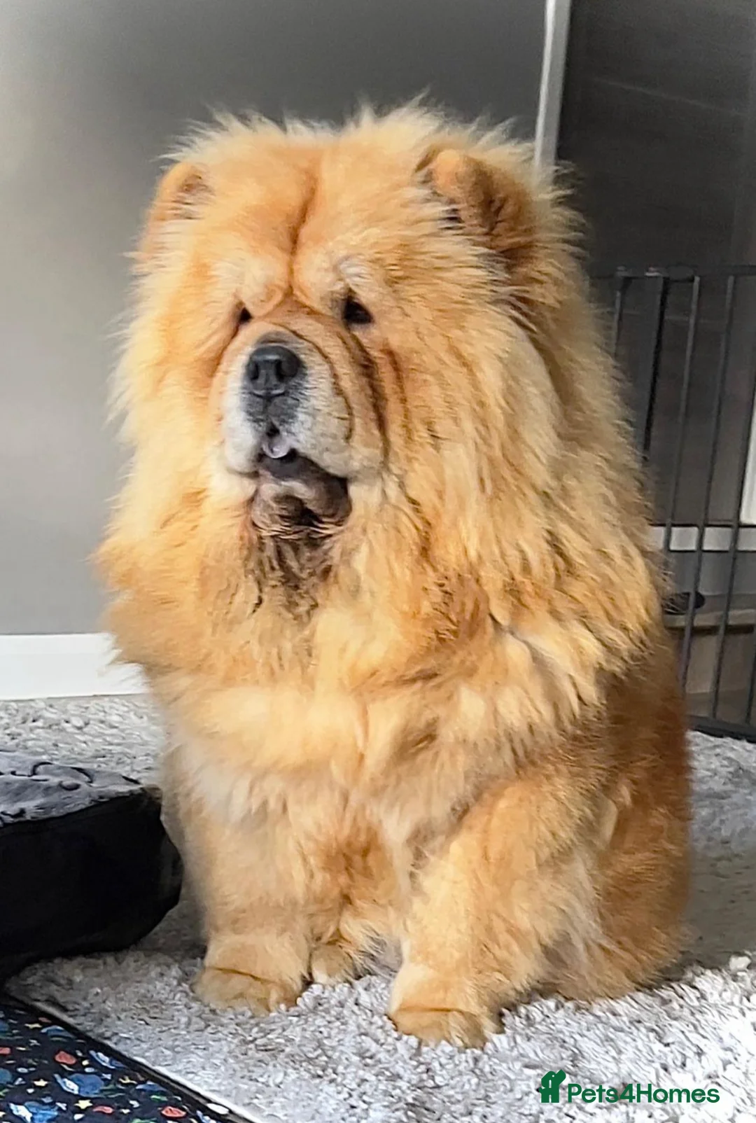 Chow Chow dogs for sale: 🧸🧸Beautiful Chow Chow Puppies🧸🧸 - Advert 18