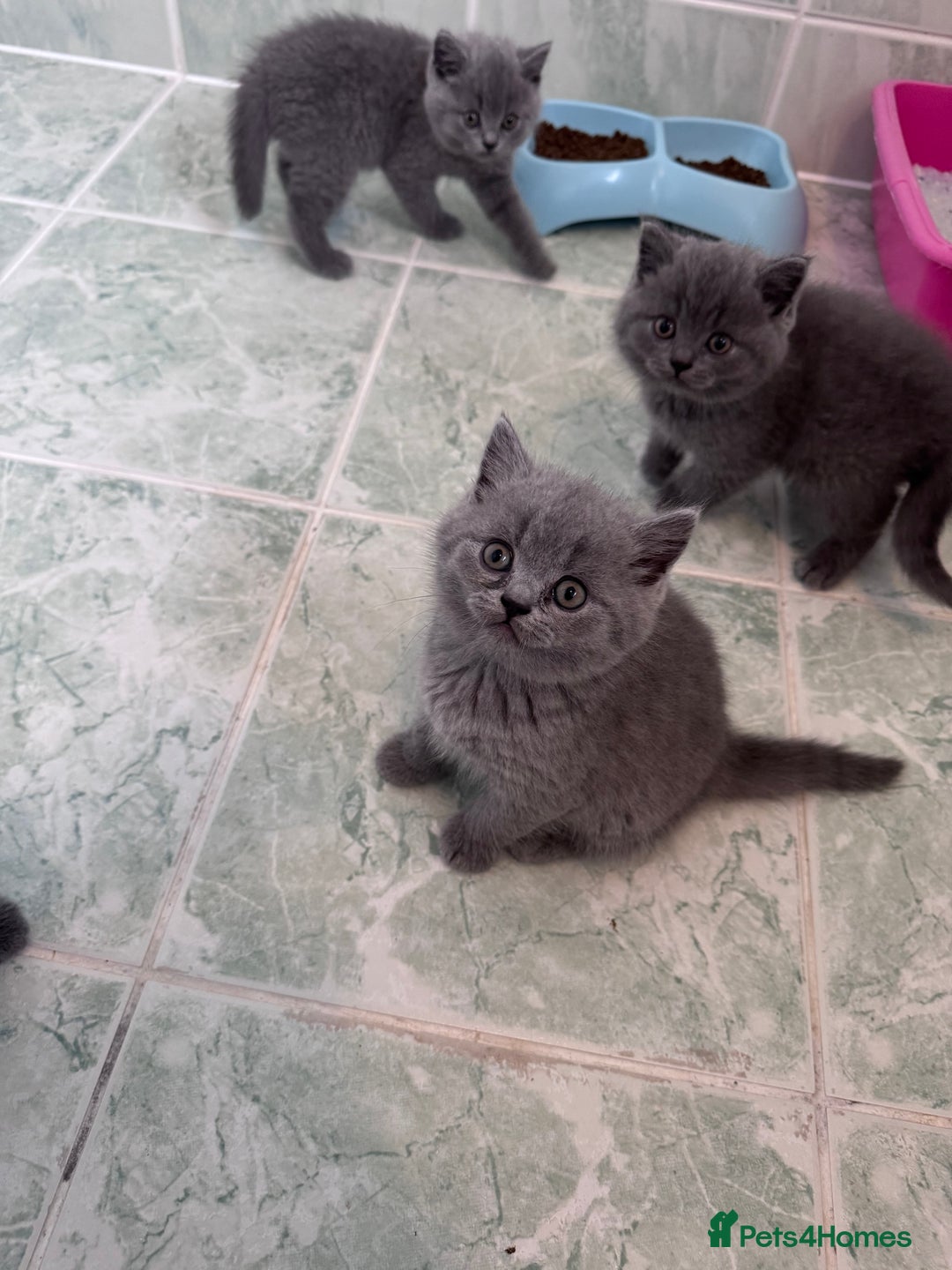 British Shorthair cats for sale: British shorthair kittens 🐈‍⬛ - Advert 4