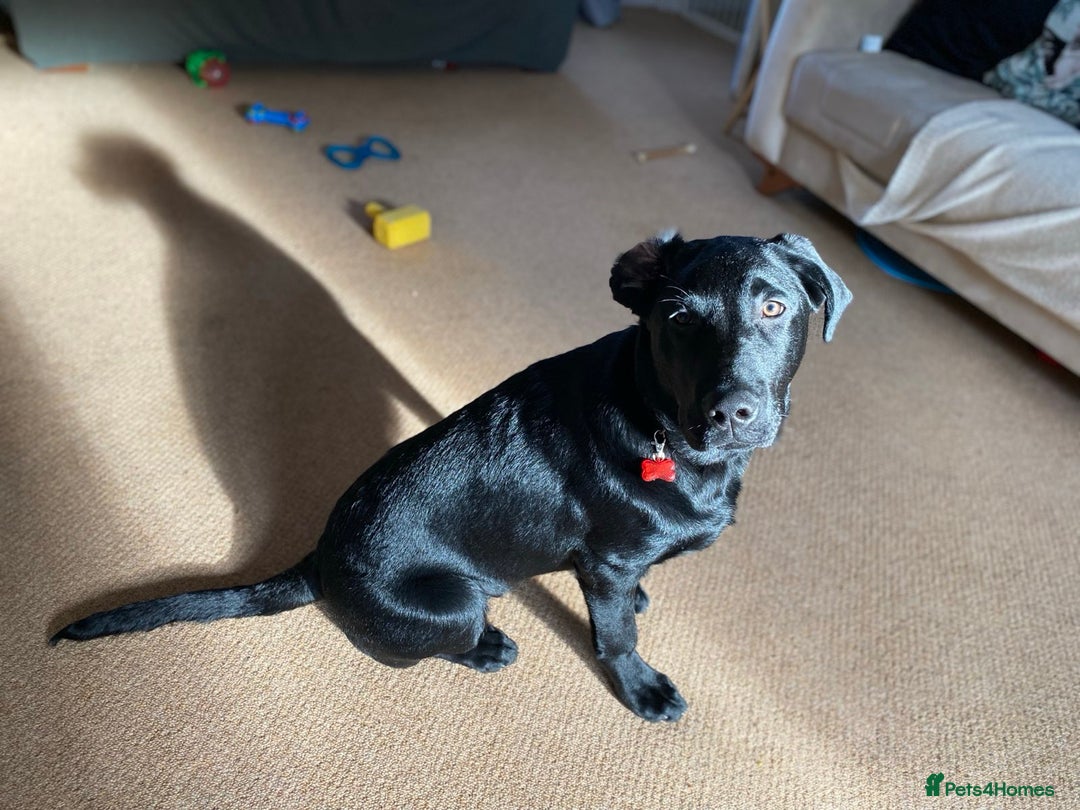 Labrador Retriever dogs for sale: Blue labrador  - Advert 4