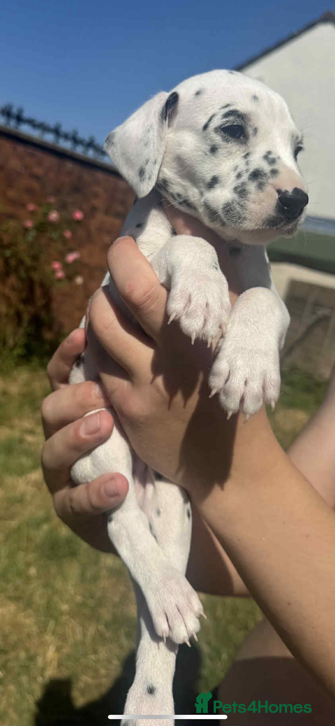 Dalmatian dogs for sale: Dalmatian puppies  - Image 12