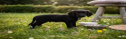 Cockapoo dogs for sale: Spaniel x cockapoo  - Advert 5