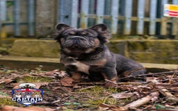 French Bulldog dogs for sale: Fluffy French bulldog🦁 - Image 6