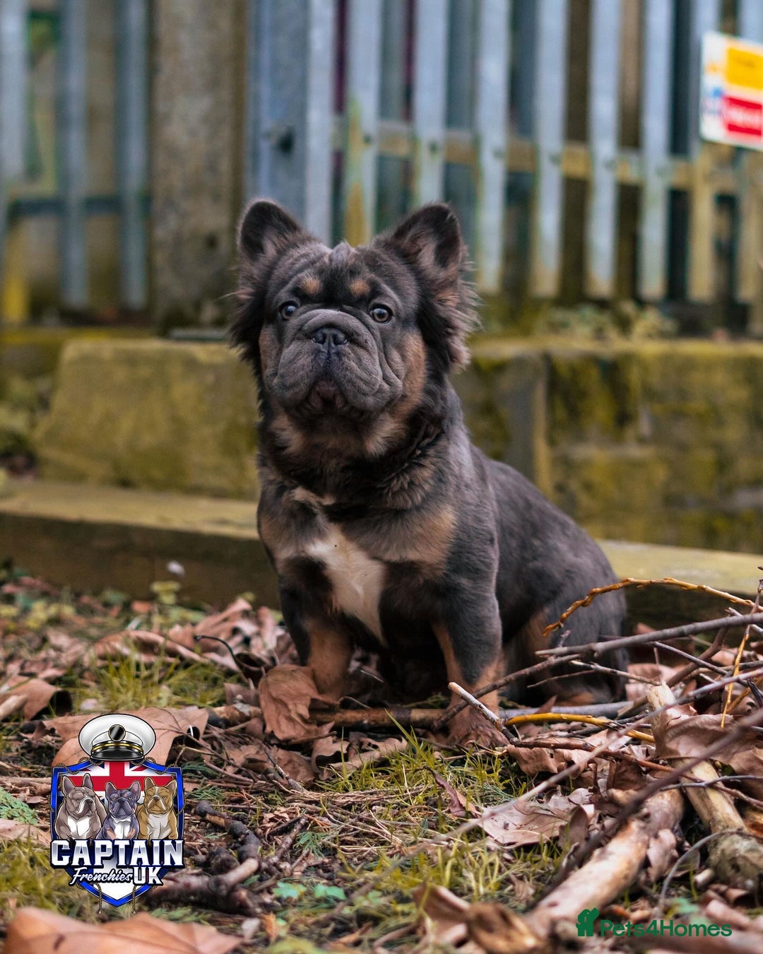 French Bulldog dogs for sale: Fluffy French bulldog🦁 - Image 6
