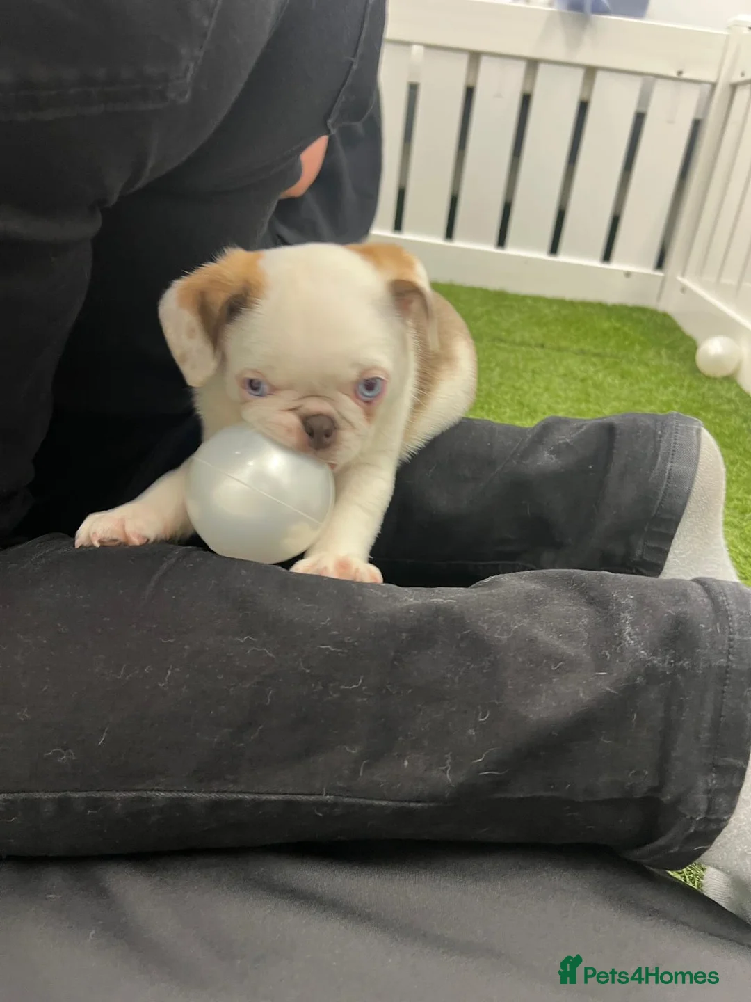 Pug dogs for sale: Rare panda pugs - Advert 14