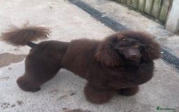 Miniature Poodle dogs for stud: Health tested Miniature Poodle Proven Stud Dog  in Preston - Image 3