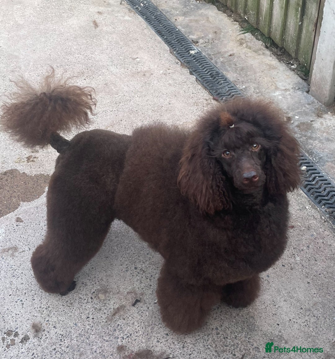 Miniature Poodle dogs for stud: Health tested Miniature Poodle Proven Stud Dog  in Preston - Image 3