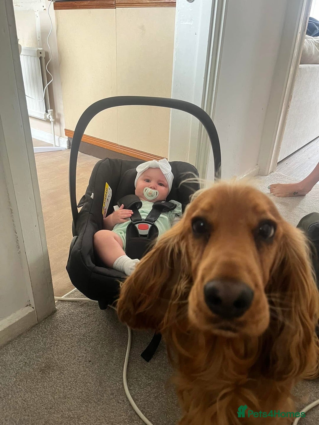 Cocker Spaniel dogs for sale: Show cockers KC DNA checked parents - Image 8