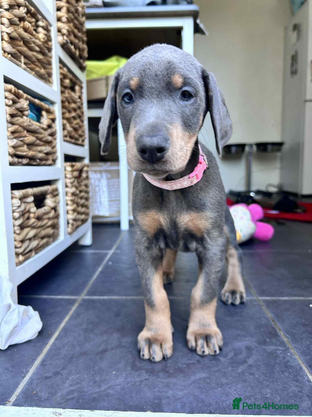 Dobermann dogs for sale: 10 week old Doberman Bitch  - Image 3