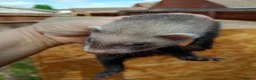 Ferret rodents for sale: Ferret hob kits in Hereford - Advert 9