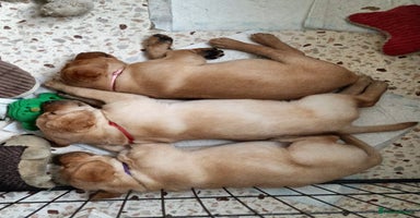 Labrador Retriever dogs - Advert 16