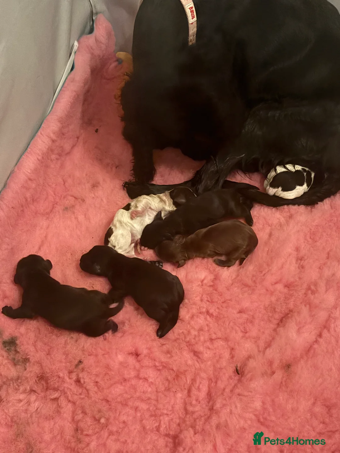 Cocker Spaniel dogs for sale: Beautiful cocker spaniel puppies - Advert 2