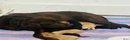 Labrador Retriever dogs for sale: Beautiful KC registered Labrador puppies  in Keighley - Advert 2