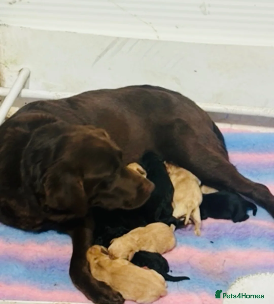 Labrador Retriever dogs for sale: Beautiful KC registered Labrador puppies  in Keighley - Advert 2