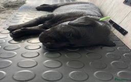 Labrador Retriever dogs for sale: Stunning litter of chunky black Labradors - Advert 15