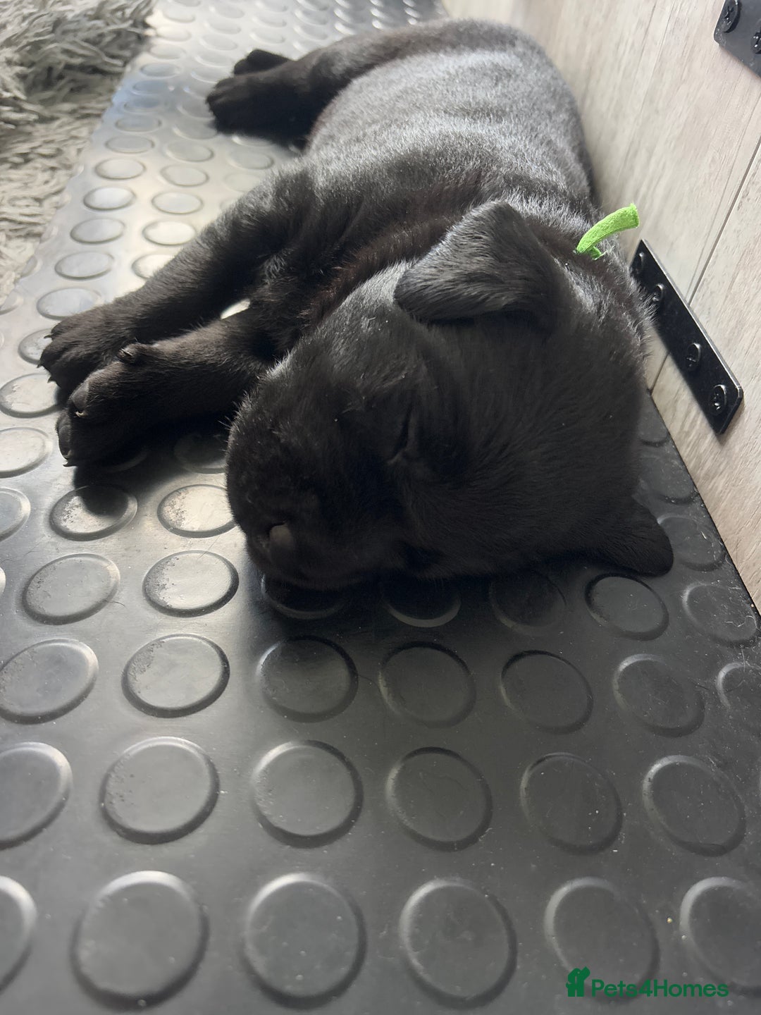 Labrador Retriever dogs for sale: Stunning litter of chunky black Labradors - Advert 15