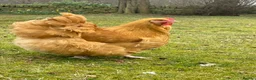 Chickens poultry for sale: 🧡🩶Orpington chicks (Multiple colours) 🧡🩶 - Advert 6