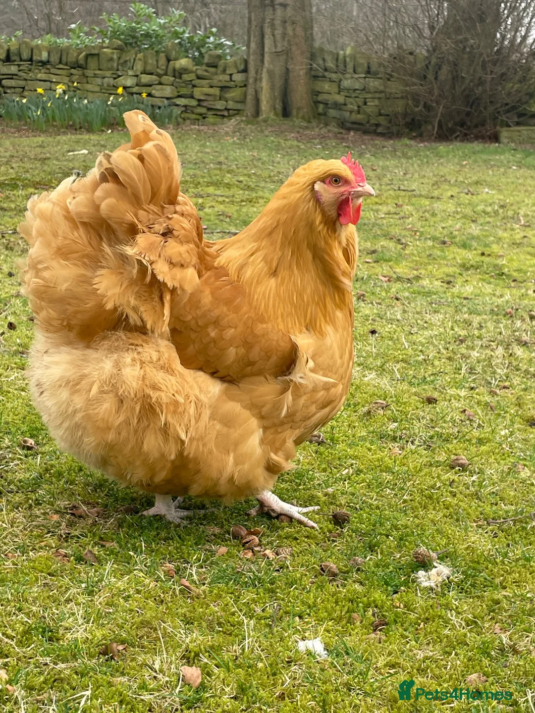Chickens poultry for sale: 🧡🩶Orpington chicks (Multiple colours) 🧡🩶 - Advert 6