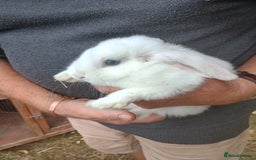 Mini Lop rabbits for sale: Mini lop rabbit - Image 2