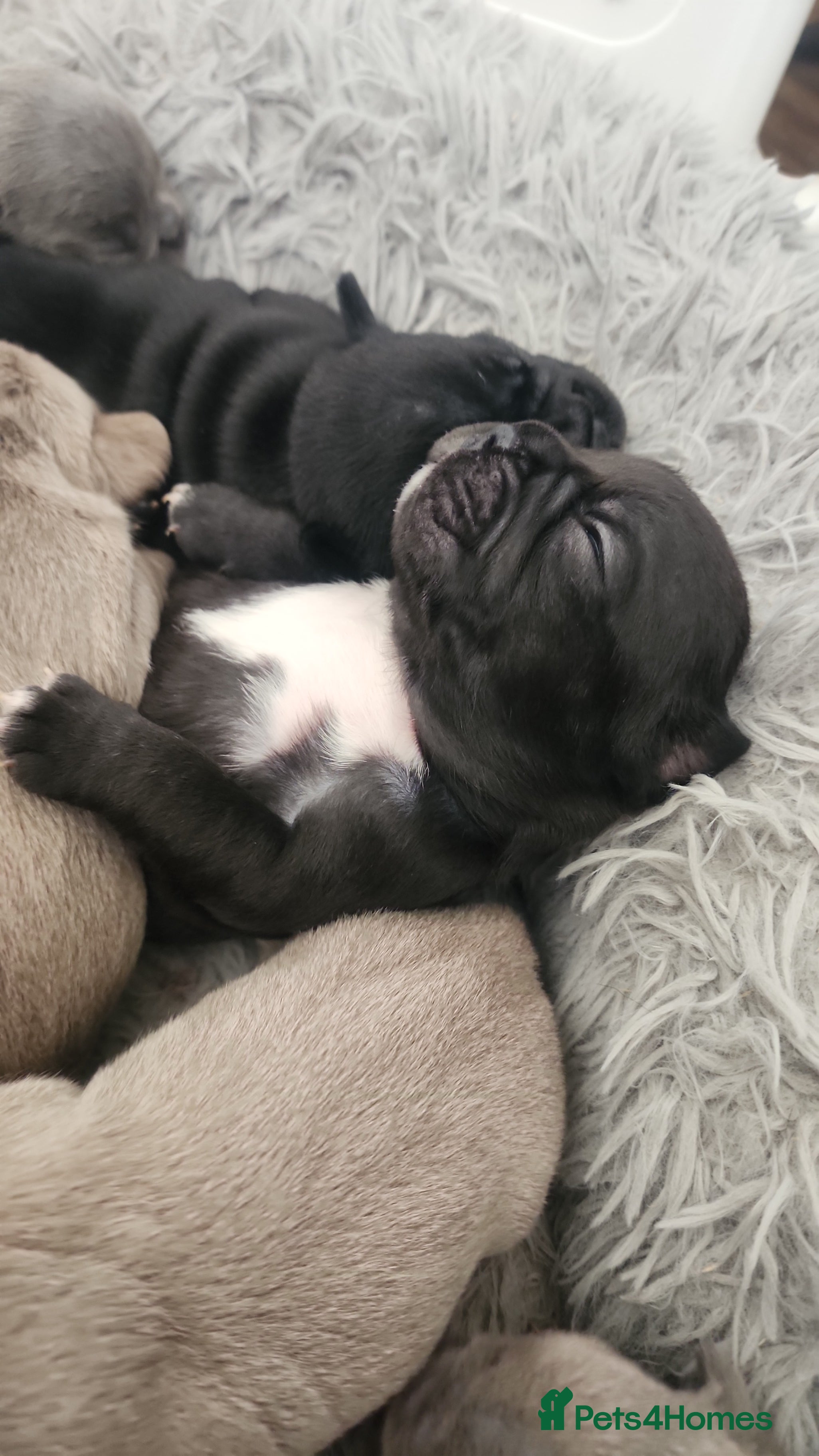 French Bulldog Puppy 1