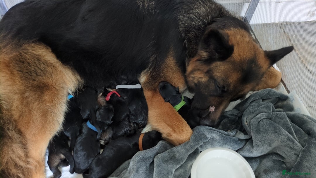 German Shepherd dogs for sale:  Gorgeous German Shepherd Puppies in Doncaster - Image 2