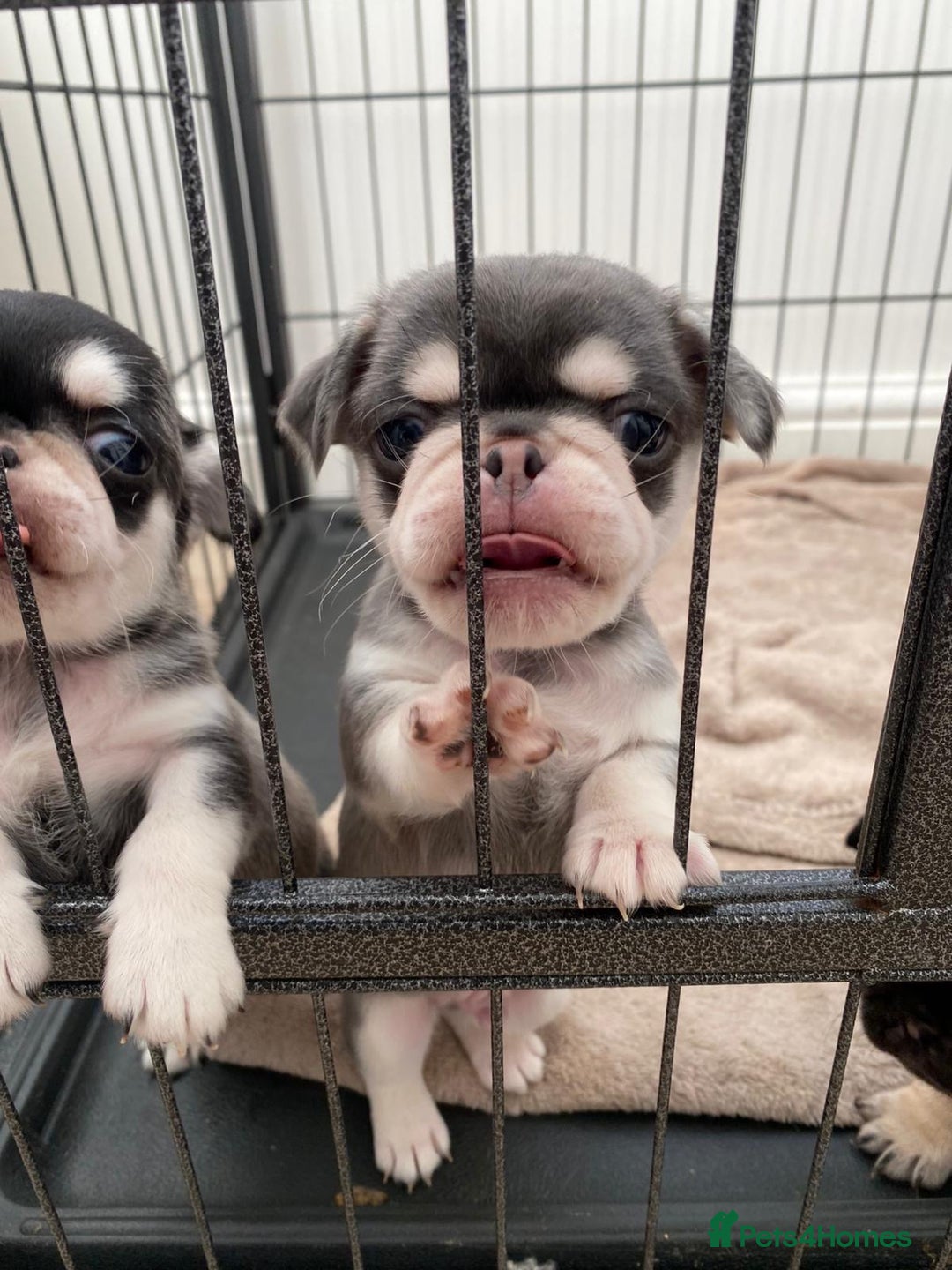 Pug dogs for sale: Puppy pugs! - Advert 12